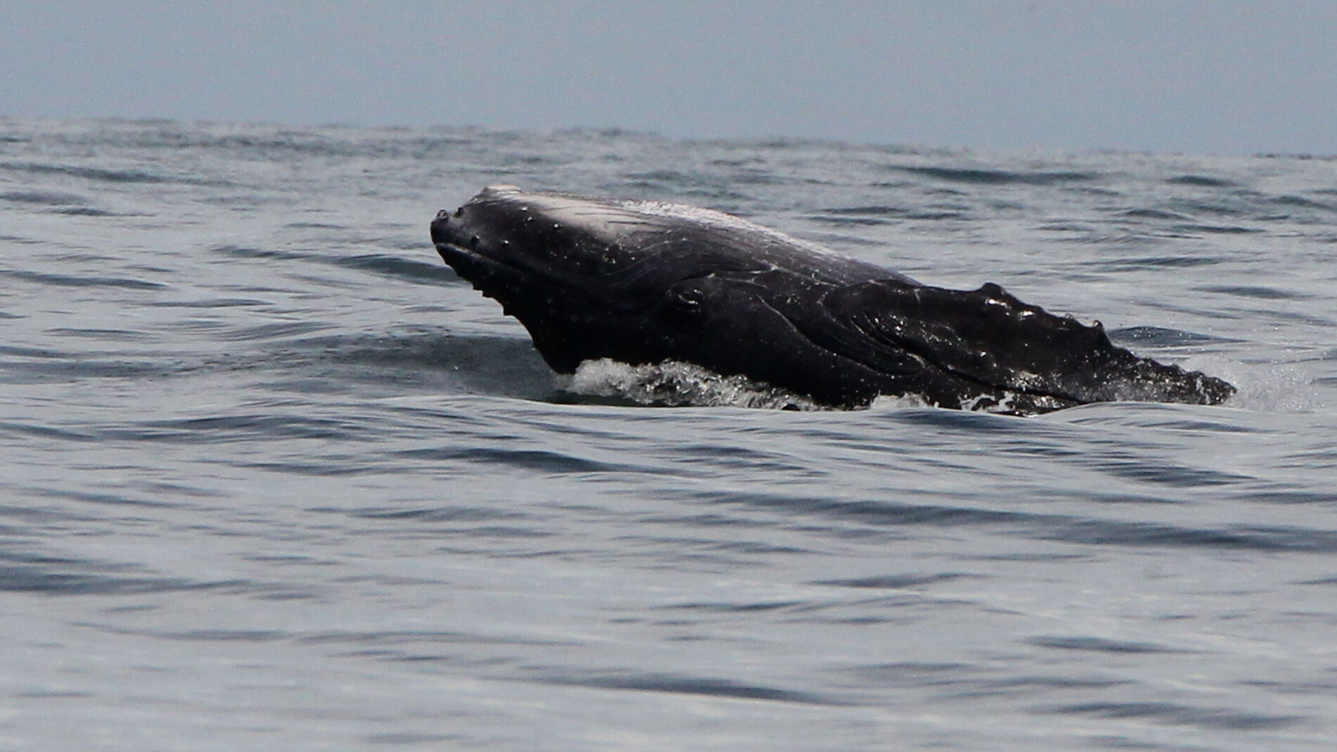 Mueren 145 Ballenas Piloto Tras Quedar Varadas En Nueva Zelanda