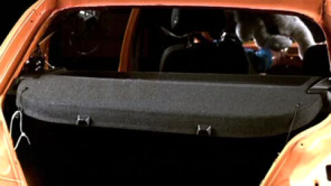 FOTO_El 30% de las familias no sabe c&oacute;mo llevar seguras a sus mascotas en el coche