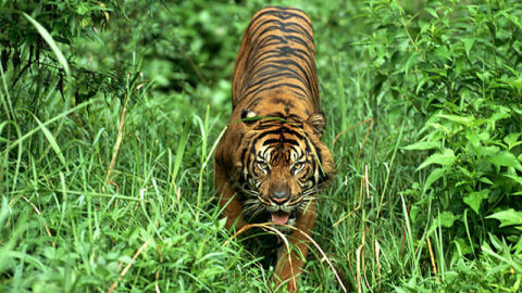 Un tigre de Sumatra