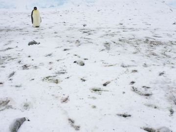 Crías de pingüino muertas