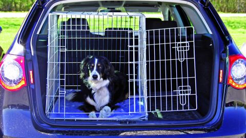Perro en un transport&iacute;n