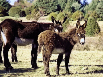 Dos burros pastando en un prado.