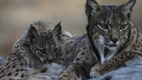 Lince Ibérico Lince Ibérico