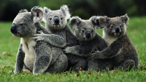 Sacrifican en Australia a 700 koalas por "problemas de superpoblación" Sacrifican en Australia a 700 koalas por "problemas de superpoblación"