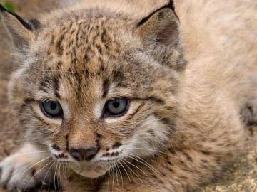 La población de lince de Doñana cae un 15%