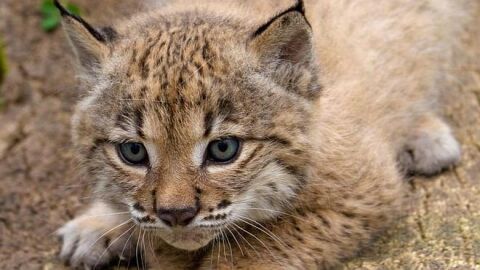 La población de lince de Doñana cae un 15% La población de lince de Doñana cae un 15%