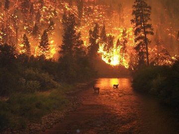 Un gran incendio afectando un bosque