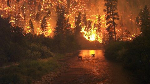 Un gran incendio afectando un bosque Un gran incendio afectando un bosque