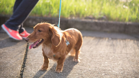 Paseando al perro