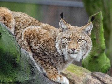 Foto de archivo de un lince ibérico 