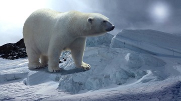 ¿Por qué disminuye el nivel del mercurio del organismo de los osos polares?