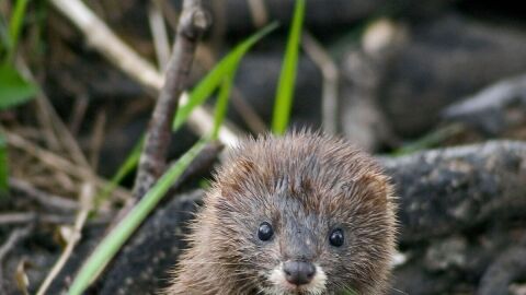 El visón europeo podrá ser declarado en peligro de extinción El visón europeo podrá ser declarado en peligro de extinción