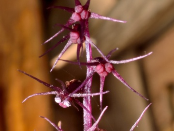'Sciaphila Sugimotoi', la planta que no hace la fotosíntesis