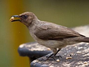 Imagen de archivo de un Pycnonotus barbatus