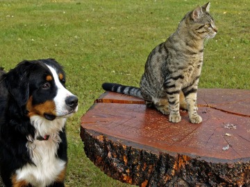 Los perros poseen más neuronas que los gatos