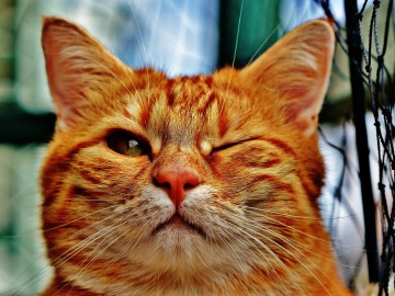 Día Internacional del gato