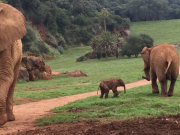 Cría de elefante en Cabárceno