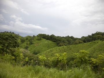 Panamá busca reforestar un millón de hectáreas en 20 años