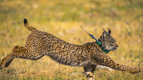 lince lince