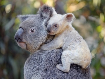 Nace una koala blanca, una especie extremadamente rara en un zoo