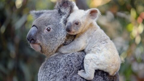 Nace una koala blanca, una especie extremadamente rara en un zoo