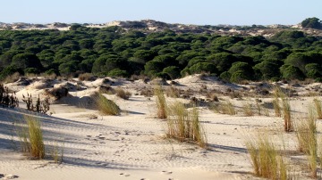 Reforestación de Doñana