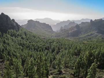 Bosque Canarias