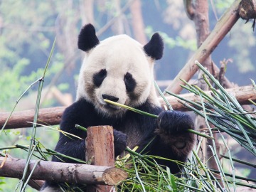 Oso panda