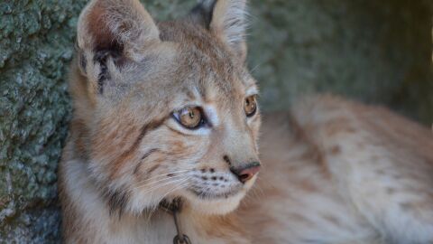 Cr&iacute;a de lince