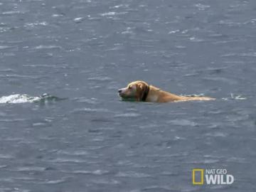 Un perro se baña en el mar, cada día, para jugar con su amigo delfín 