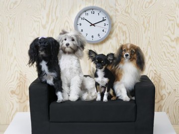 Ikea lanza una colección de muebles para perros y gatos