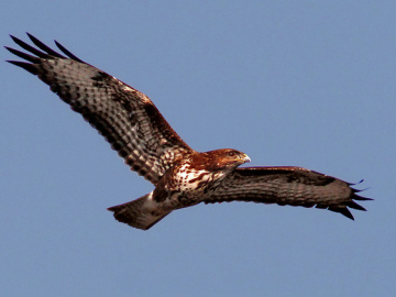 La captura y la caza ilegal amenazan todavia a las aves silvestres de Europa