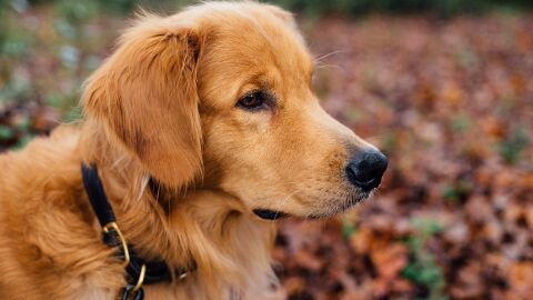 Golder Retriever