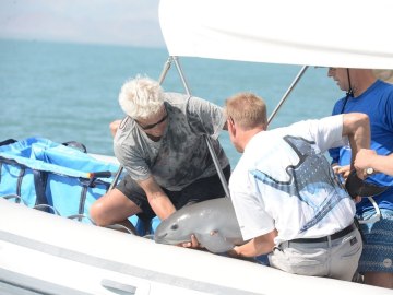 Una vaquita marina muere tras ser rescatada en México