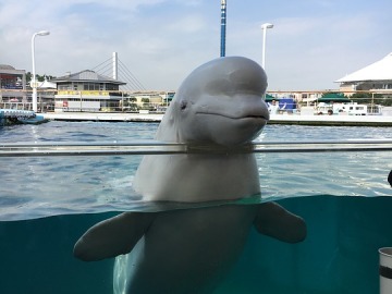 Imagen de archivo de una ballena beluga