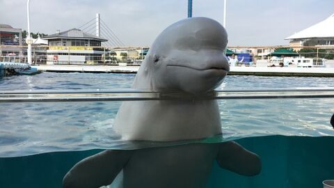 Imagen de archivo de una ballena beluga Imagen de archivo de una ballena beluga
