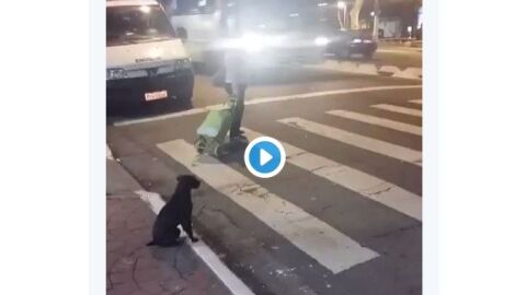 Este perro da una lección de seguridad vial a conductores y peatones