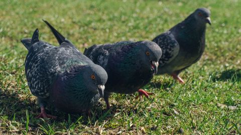Palomas Palomas