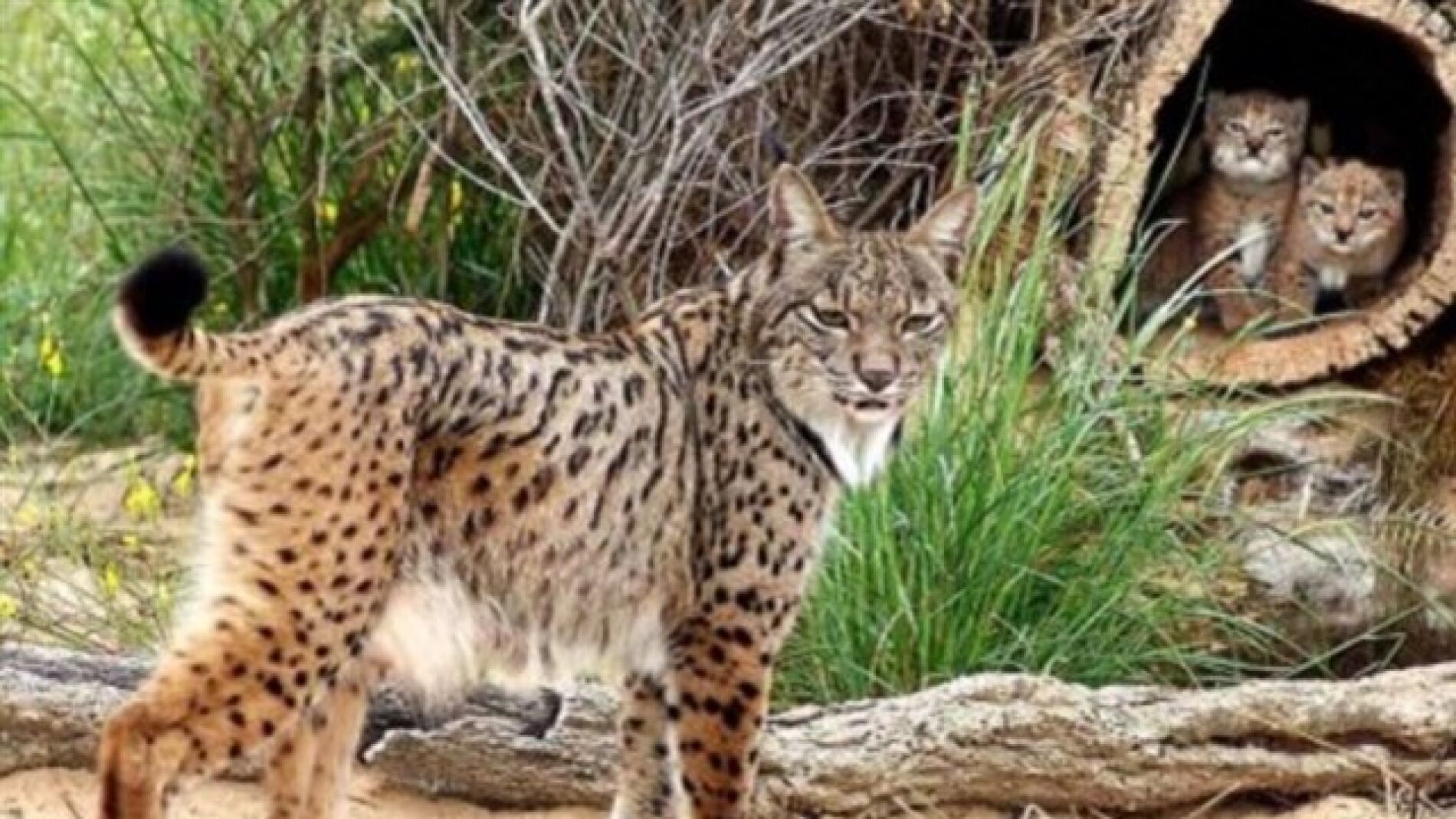 Imagen de archivo de varios linces