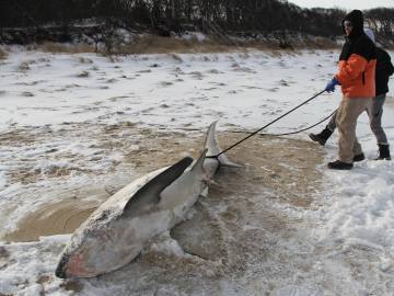 Unos operarios sacan a un tiburón blanco congelado