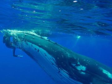 El momento en el que una ballena salva a una buceadora