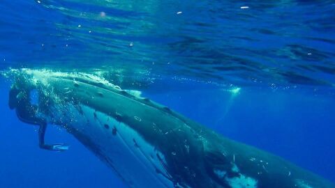 El momento en el que una ballena salva a una buceadora El momento en el que una ballena salva a una buceadora