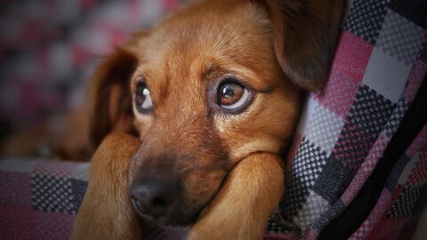 Imagen de archivo de un perro