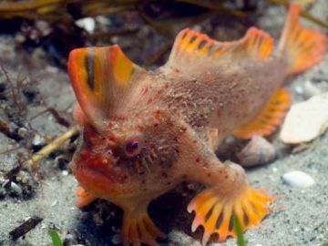 Científicos descubren peces que caminan en Australia 