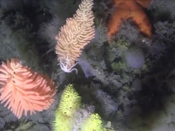 Greenpeace capta impresionantes imágenes submarinas del fondo marino antártico 