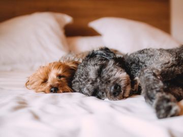  Estos son los nombres preferidos por los españoles para llamar a sus mascotas 