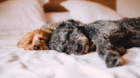  Estos son los nombres preferidos por los espa&ntilde;oles para llamar a sus mascotas 