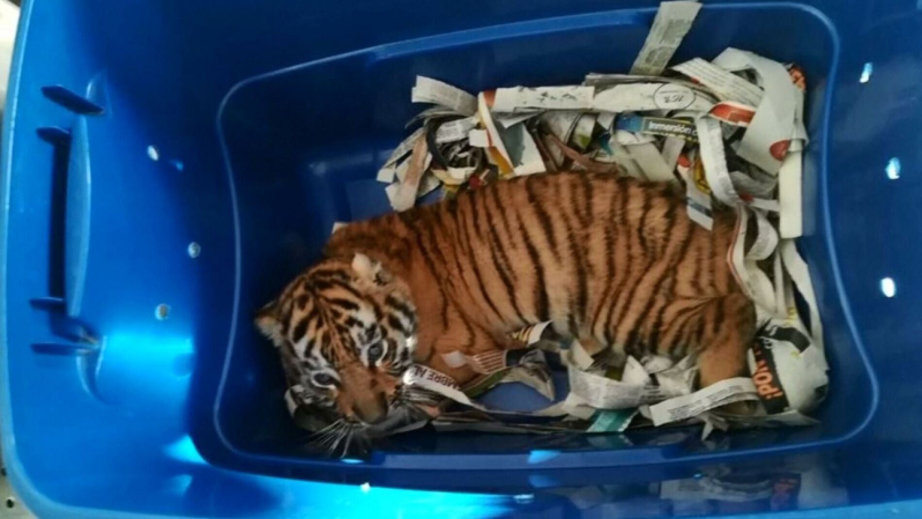 Encuentran un tigre listo para ser enviado por correo