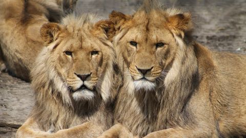 Imagen de archivo de dos leones