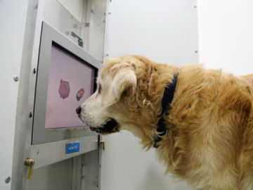 Juegos de pantalla táctil para ejercitar el cerebro de los perros mayores 